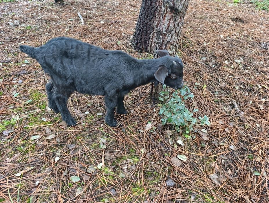Cabritos Criado Leite