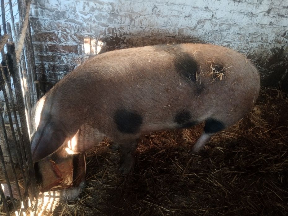 Продам свинню живою вагою.