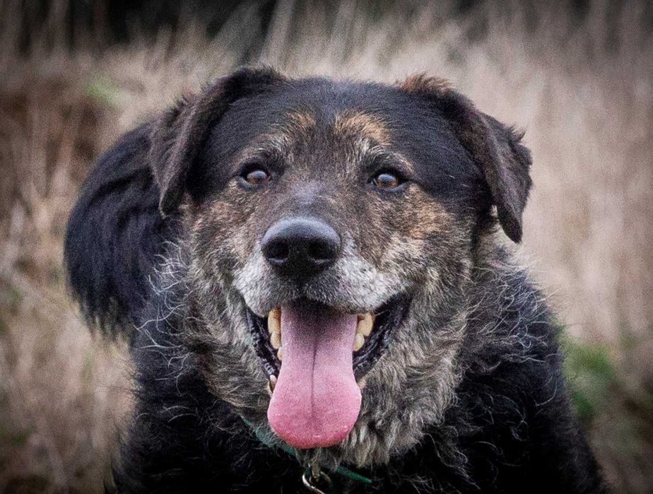 Esej - psi przystojniak o przepięknym charakterze