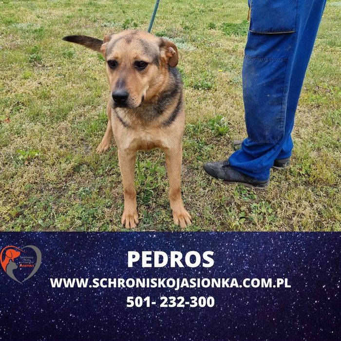 PEDROS do adopcji – Schronisko Jasionka