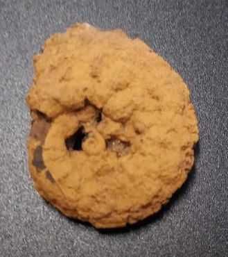 Lote de 10 Fósseis : Amonites, Belemnite, Gastrópode