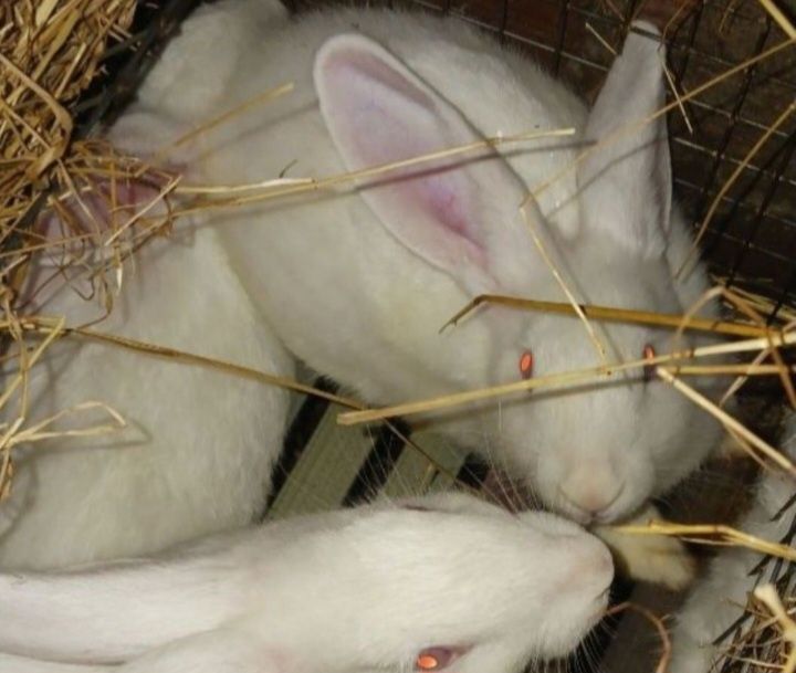 Casal de coelhos brancos nascidos a 12/10