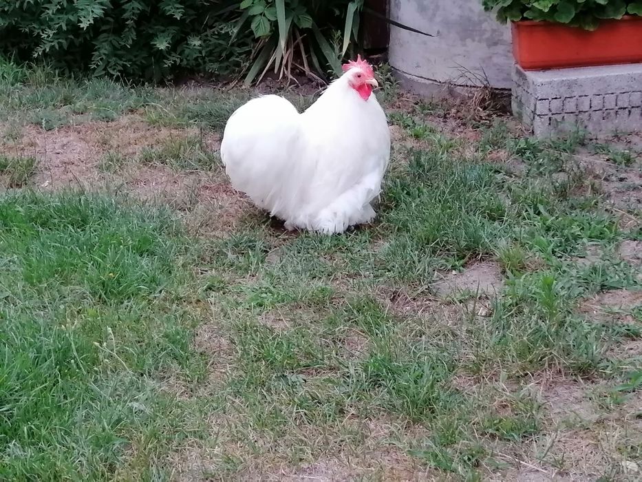 Kogut Karzełek Kochin