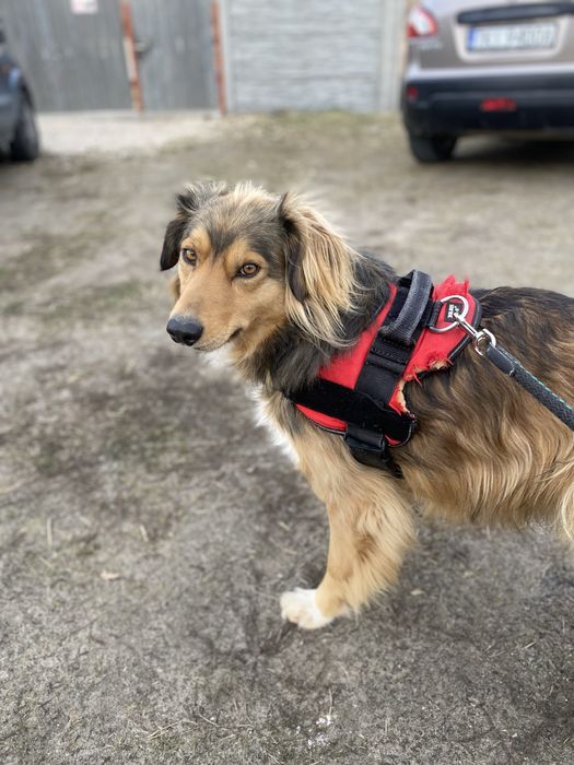 Rudek szuka domu 2-3 letni zaczipowany i wykastrowany