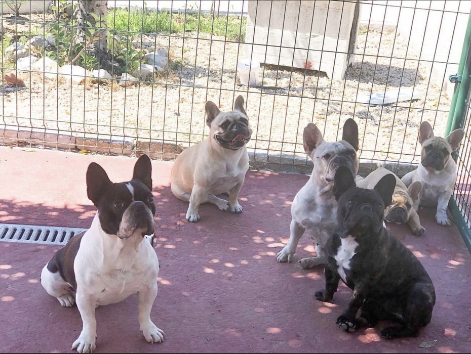 Pet sitting/ tomo conta do seu pet