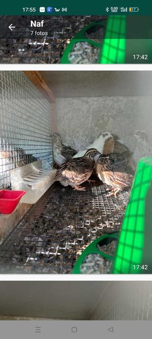 Codornizes 6 a 7 semanas a por ovos