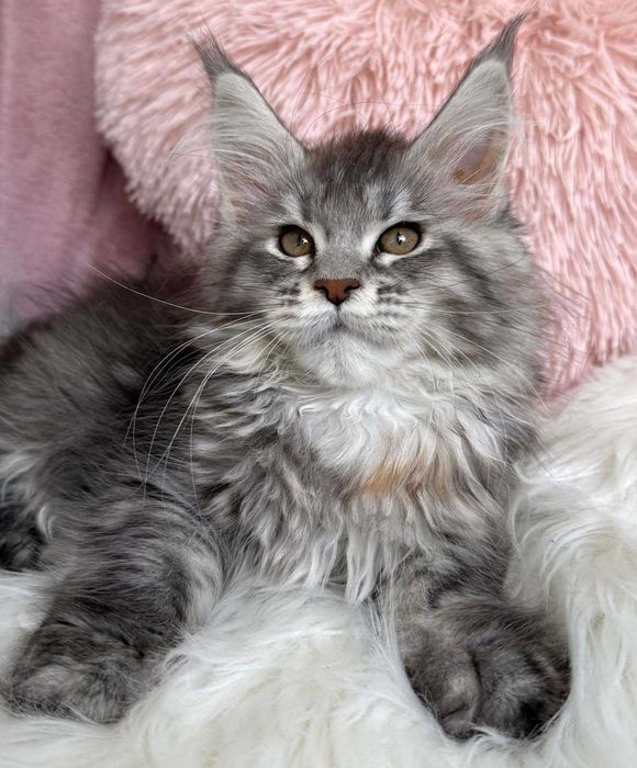 Przesłodka koteczka Maine coon