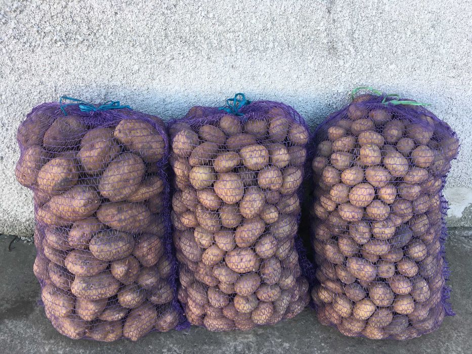 Картопля велика і насіннєва