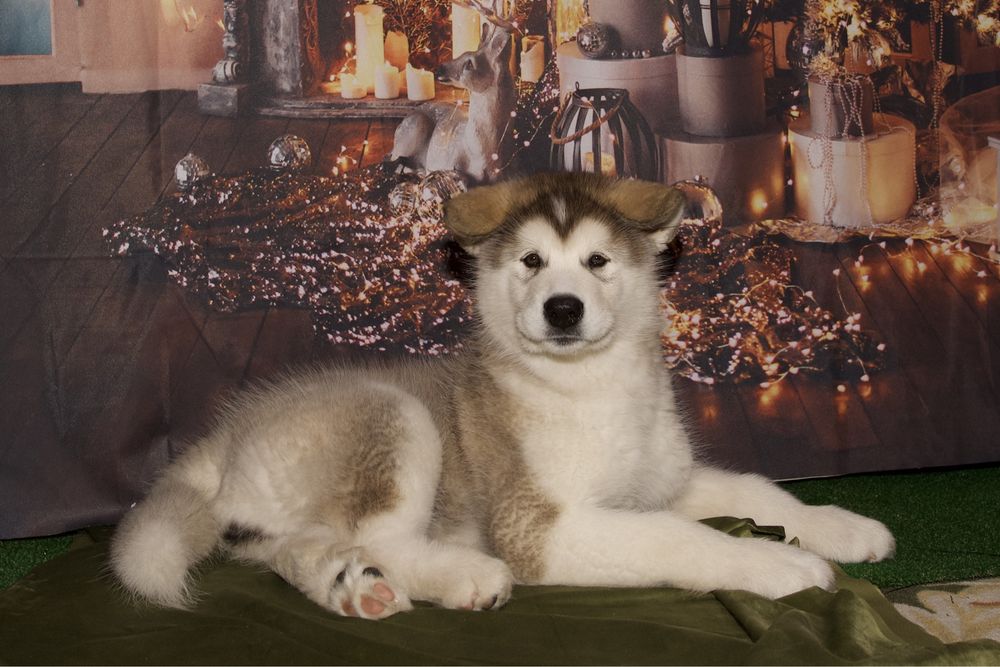 Аляскинский маламут