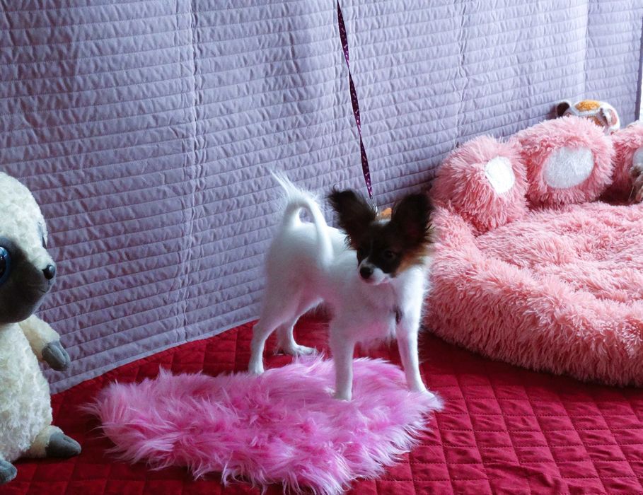 Papillon ZKwP- suczka MAJLA