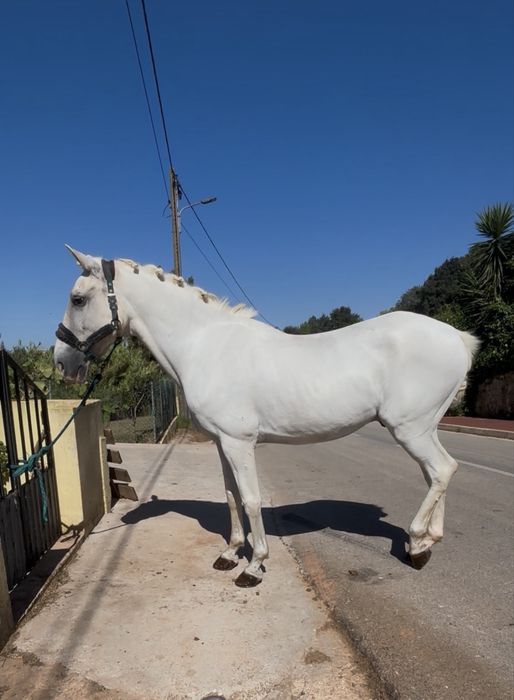 Cavalo mansinho montado e engatado
