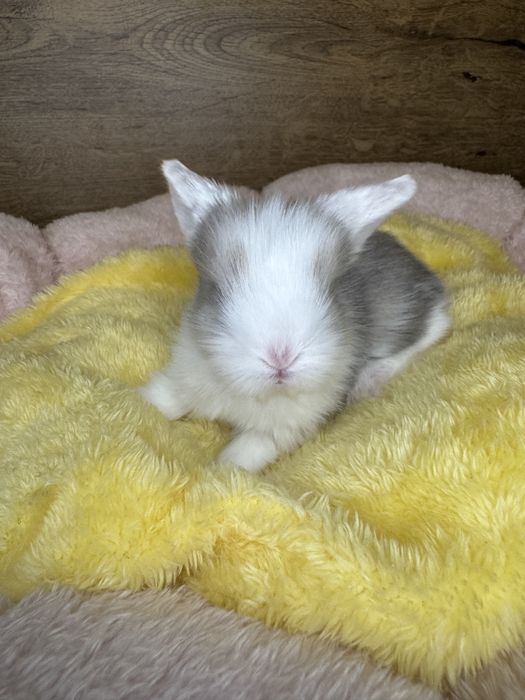 Królik Mini Lop