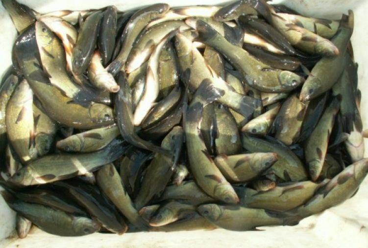 Lin hodowlany / do zarybienia