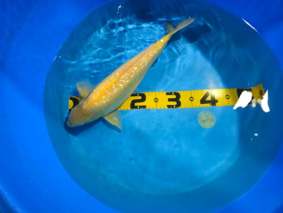 Koi Karashigoi Ginrin 44cm