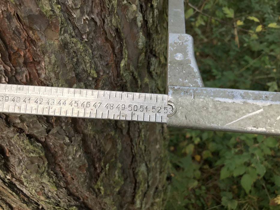 Sosna tartaczna, kłoda