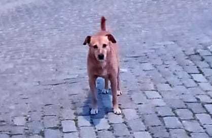 Menino para Adoção