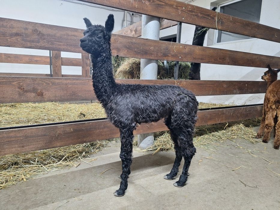 Samczyk alpaki Suri