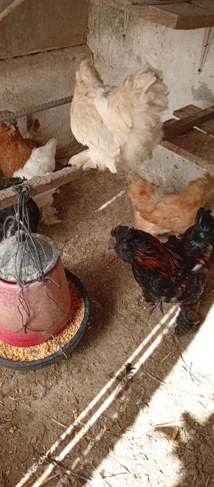 Vendo coquichas fêmeas e macho