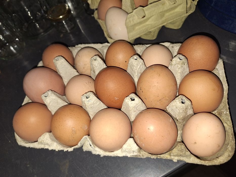 Ovos caseiros, para consumo ou para incubação
