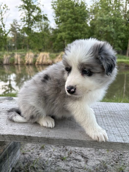 Border Collie Zkwp FCI piekny SHoW piesek. GOTOWY DO ODBIORU