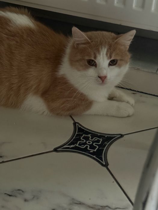 Люблячий котик шукає родину. Вік 2-3 роки , стерилізований