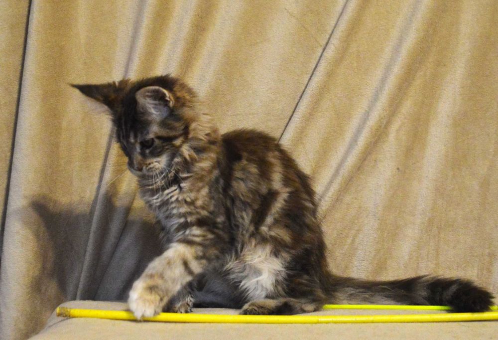 Дівчинка з відомого розплідника Bartalameo Акційна ціна