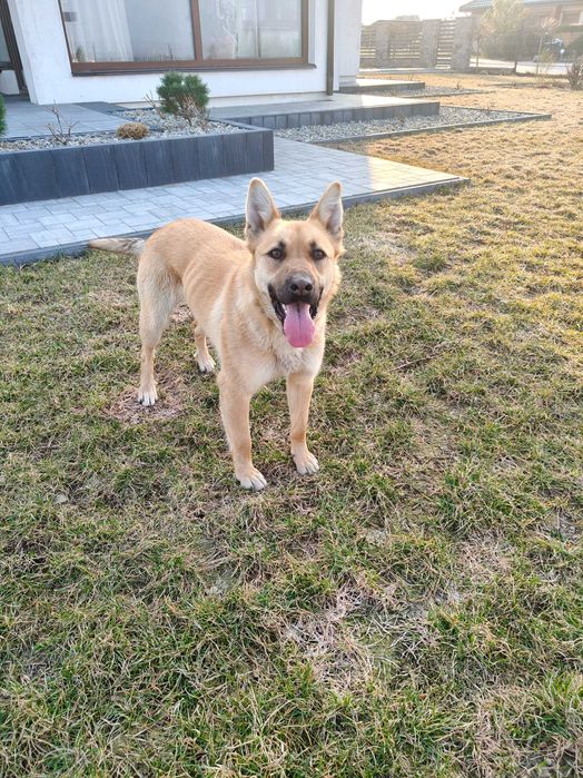 Oddam w dobre ręce suczkę