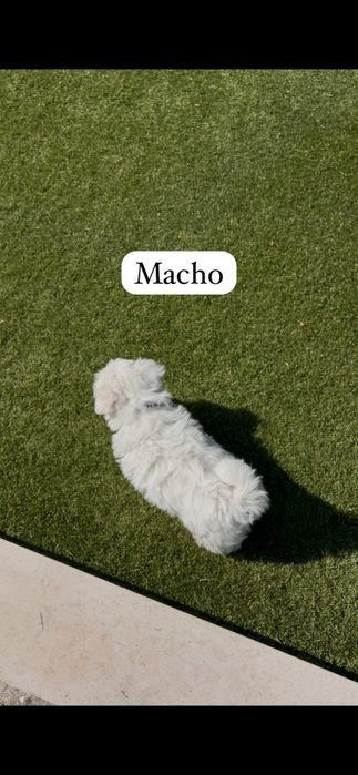Bichon maltês macho