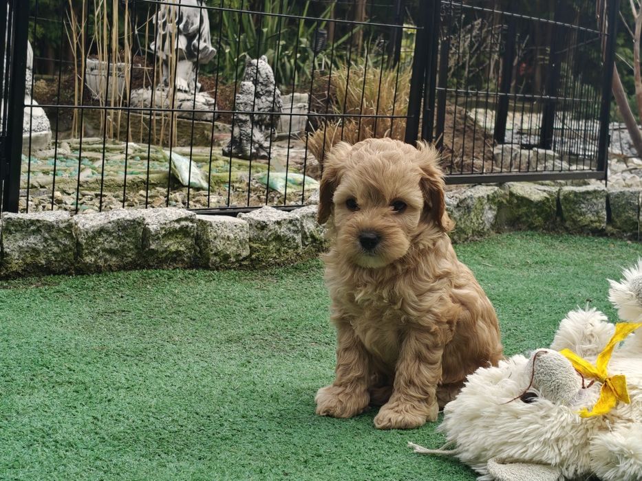 Cavapoo  szczenię  z metrykę