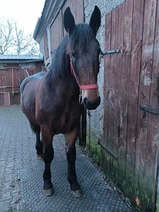 Sprzedam klaczkę 15mc