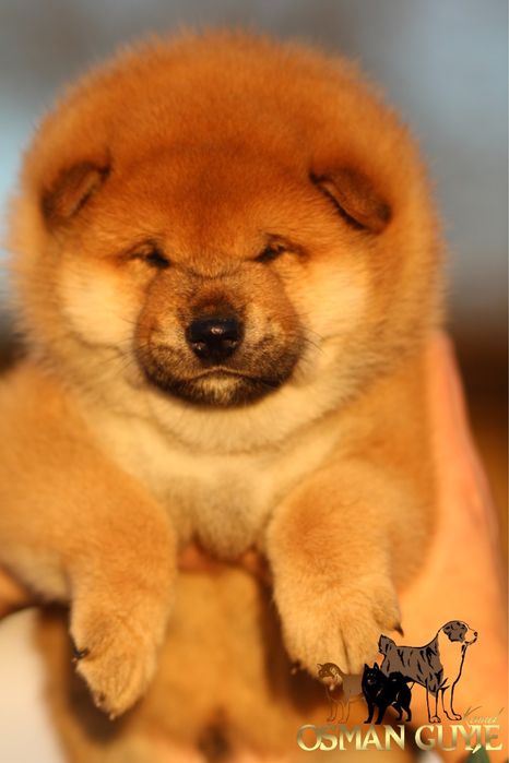 Шикарный мальчик Сиба Шиба ину