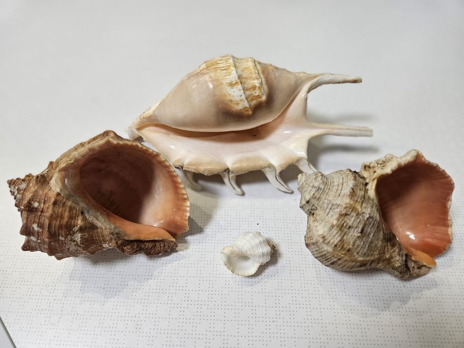 Ракушки океанські 4 шт