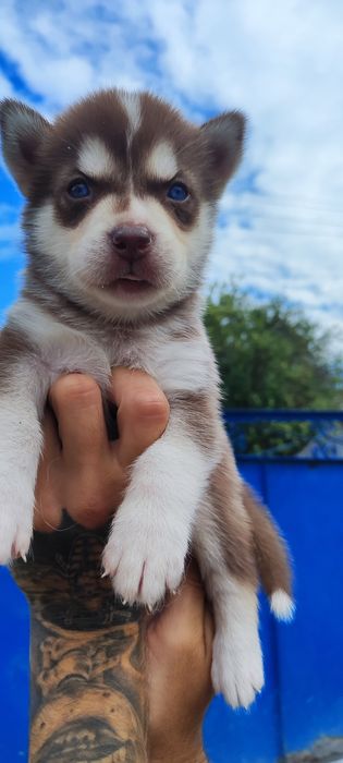 Голубоока красуня -