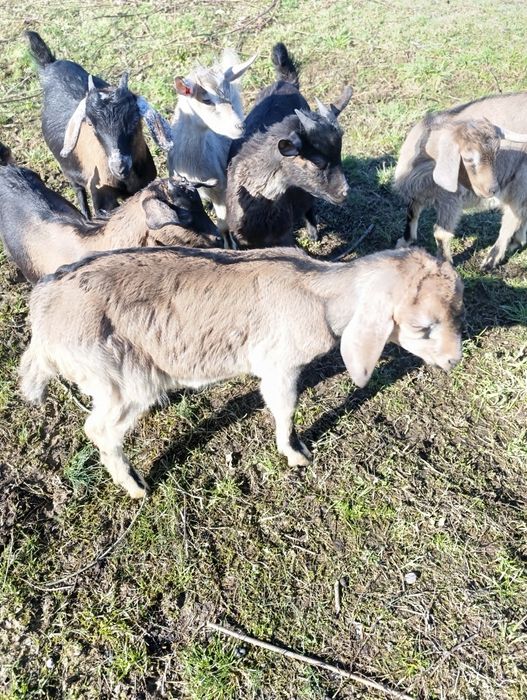 Кози кізоньки % нубійки