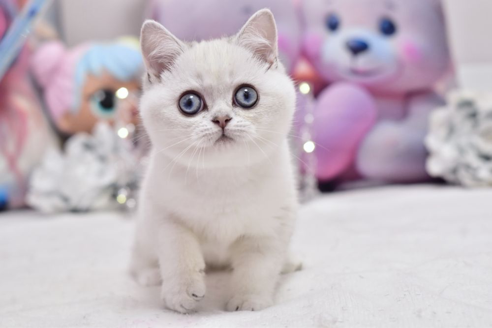 Серебристая шиншилла поинт, британский котёнок