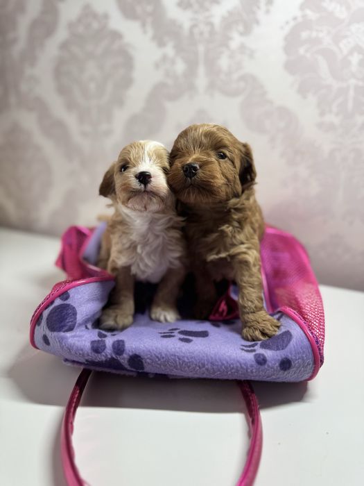 Мальтіпу мальтипу