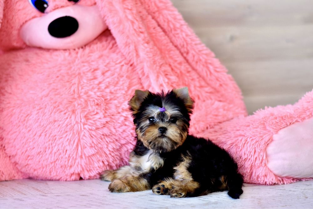 Мини мальчик йорк канадских кровей!