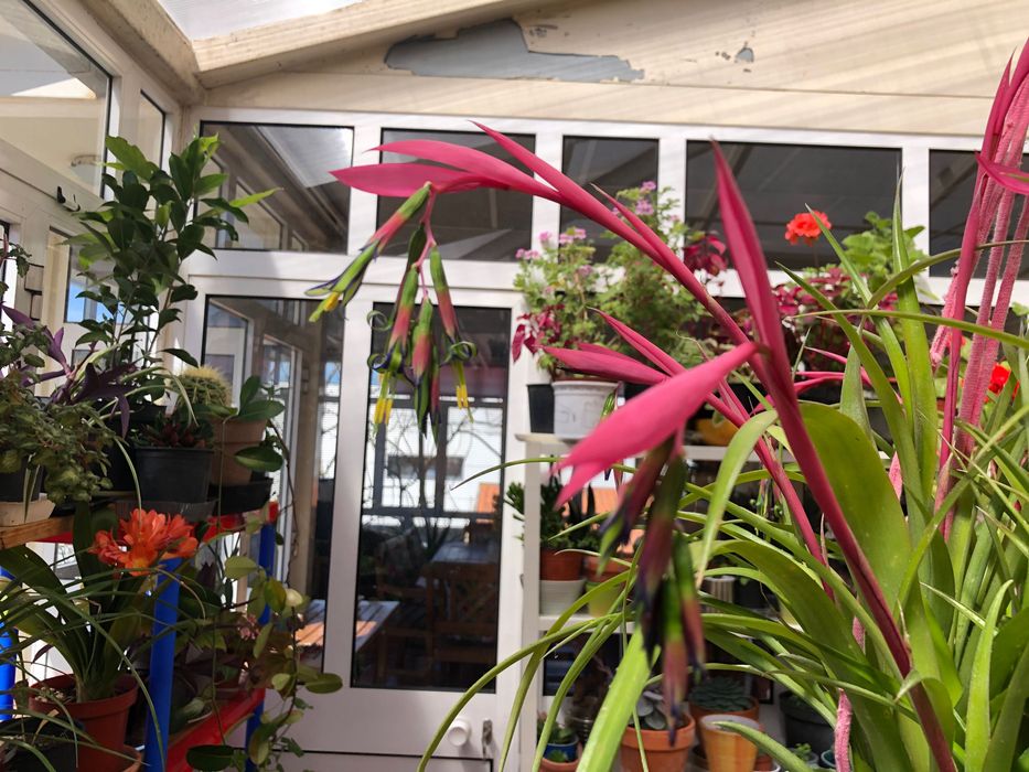 Bromeliads 'Queen's Tears' – Ecological Production Method64738489388675121