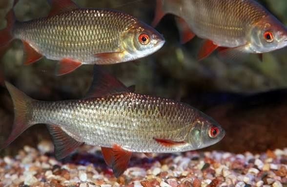 Lin karp koi karaś Szczupak pstrąg stawowy