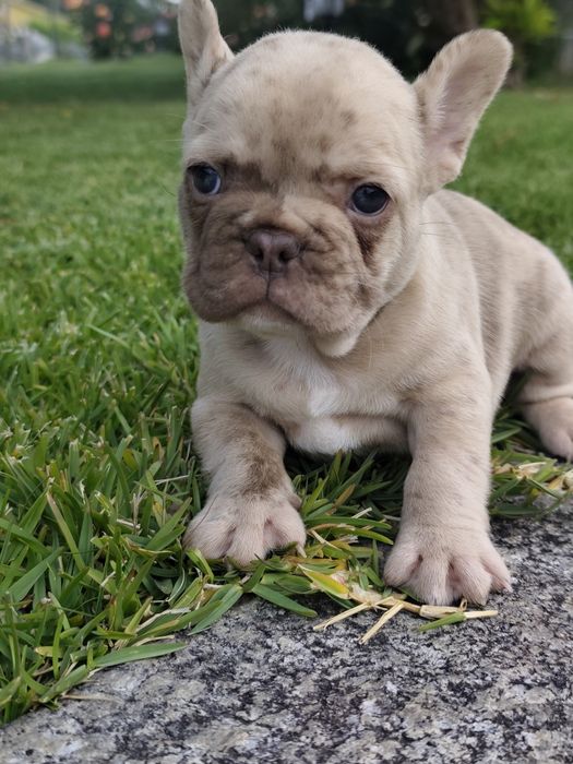 Bulldog Isabella Merle