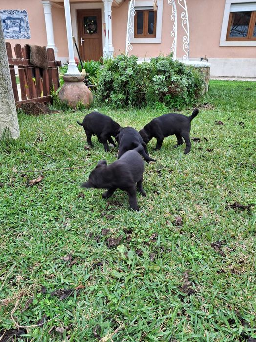 Cachorros de porte médio, filhos de animais muito meigos e obedientes.