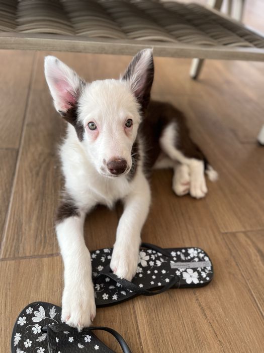 Border Collie Femea