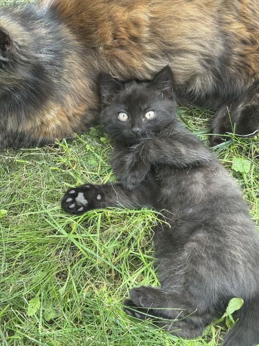 Котеня 2 місяці