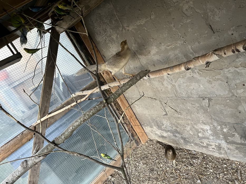 Sprzedam bażanty ozdobne para