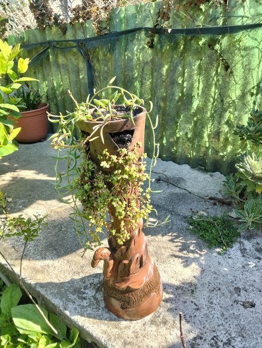 Vendo plantas bonitas apartir de 10€