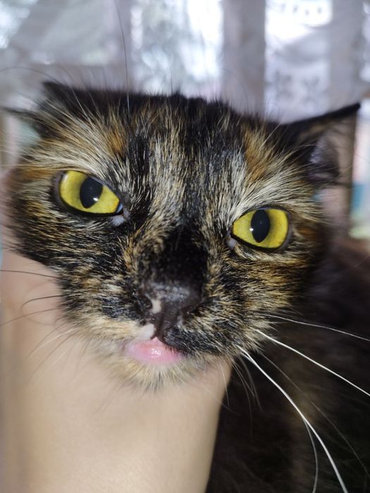 Отдаю Макарошку!