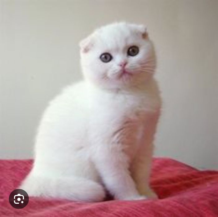 Шотландский котенок котята кот кошка шотландские вислоухие прямоухие