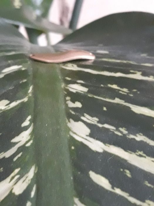 Бльосни колибалки. Заготовки. Латунь