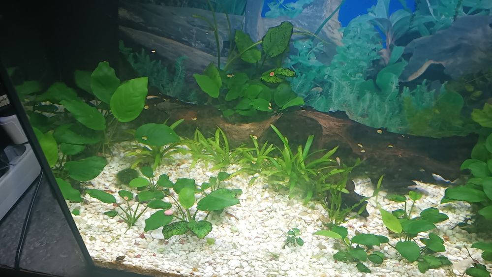 Розпродаю!Рослини акваруімні рибки анцитруси креветки декорації обладн