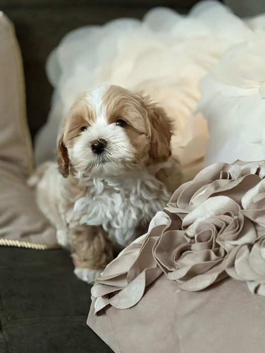 Maltipoo , maltańczyk , pudel piesek